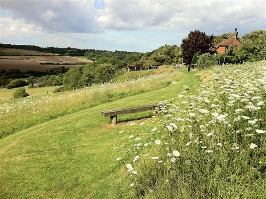 Wild flower meadow